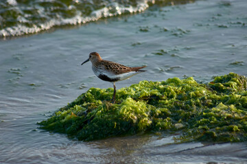 Sandpiper (Calidris alpina) foraging on algae at Playa Ladeira, Baiona, Spain