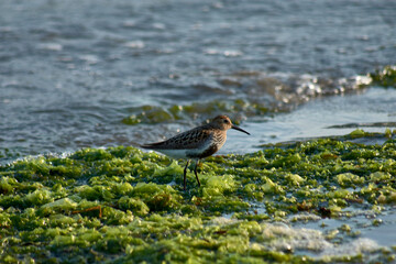 Sandpiper (Calidris alpina) foraging on algae at Playa Ladeira, Baiona, Spain
