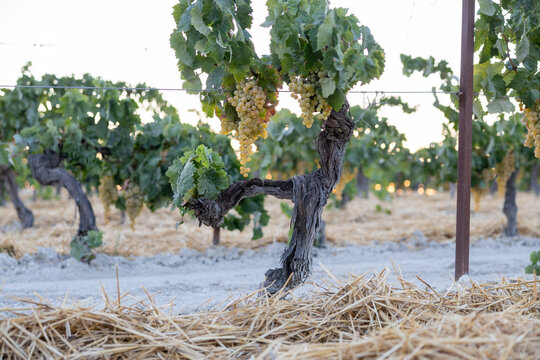 Vendimia Jerez de Uva Palomino