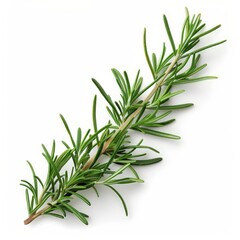 Fototapeta premium Fragrant Rosemary Sprig Close-Up on White Background - Culinary Herb Detail Shot for Aromatic Recipes
