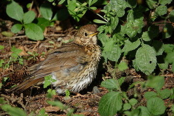 song thrush (Turdus philomelus)