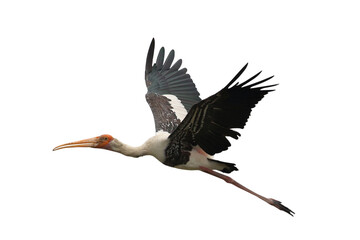 Beautiful flying Painted isolated on transparent background png file