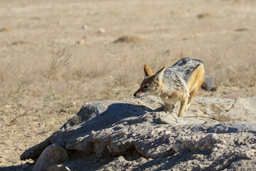 Black-backed Jackal (Lupulella mesomelas) trying to catch birds at Polentswa waterhole in Kgalagadi Reserve, Kalahari, South Africa