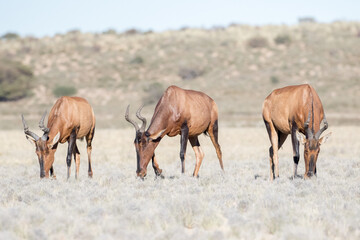 The Red Hartebeest (Alcelaphus buselaphus caama) grazing on the sparse vegetation of the Kgalagadi Reserve in the Kalahari, South Africa