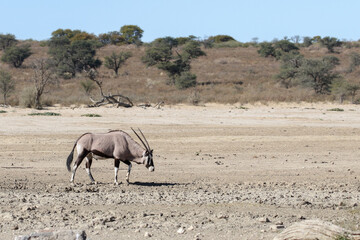 Lone Gemsbok (Oryx) showing arid and barren landscape of the Kalahari