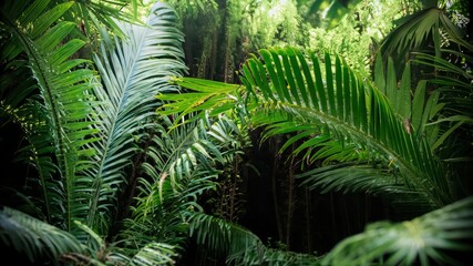 Fototapeta premium tree in the jungle