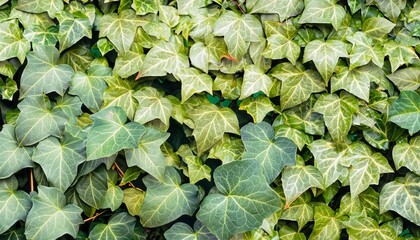 green ivy leaves, foliage background, green wallpaper
