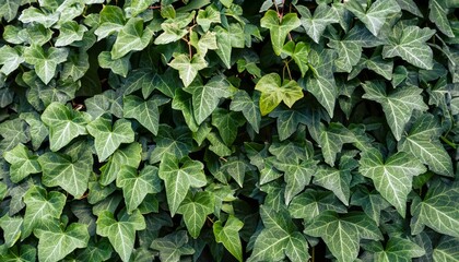 Fototapeta premium green ivy leaves, foliage background, green wallpaper