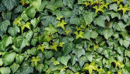 green ivy leaves, foliage background, green wallpaper