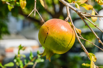 unripe green pomegranate fruit on a branch on a natural background