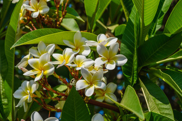 White Plumeria Flowers with Yellow Centers © Михаил Шорохов