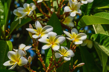 White Frangipani flower Plumeria alba with green leaves