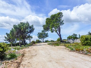 wide gravel path with trees and clouds in the blue sky
