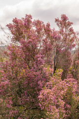 Schöne Heidelandschaft auf dem Pilgerweg Via de la Plata, Camino Sanabrés in Galicien bei A Gudiña kurz nach dem Pass von A Canda.