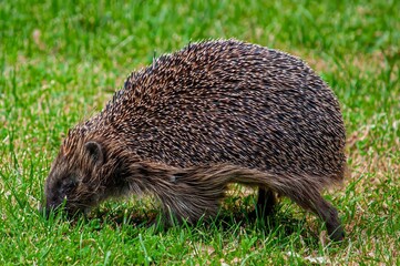 hedgehog with long legs in the meadow