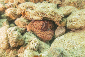 Octopus king of camouflage in the Red Sea, Eilat Israel 
