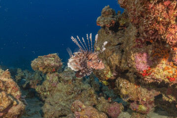 Lionfish in the Red Sea colorful fish, Eilat Israel
