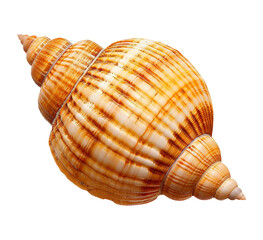 Obraz premium sea shell isolated