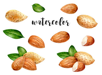 Watercolor Almond Nuts and Leaves Illustration for art, autumn, botanical, food, and nature themes