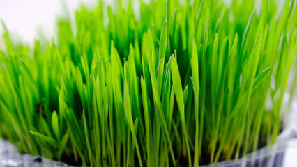 Close-Up of Fresh Green Grass. Detailed close-up view of vibrant green grass blades, showcasing the freshness and lushness of the grass.