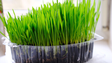 Fresh Seedlings in Plastic Container. Green seedlings growing in a plastic container, placed on a windowsill, ready for transplanting in the garden.