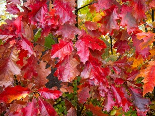 red autumn leaves