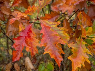 autumn leaves background