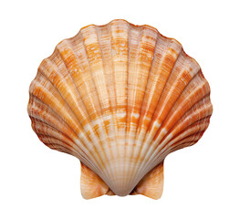 Obraz premium sea shell isolated