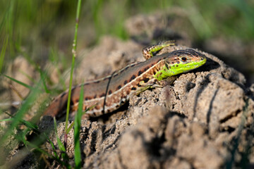Fototapeta premium Ionische Eidechse, Ionische Mauereidechse - Weibchen // Ionian wall lizard, Ionic Wall Lizard - female (Podarcis ionicus) - Strofilia, Peloponnes, Griechenland
