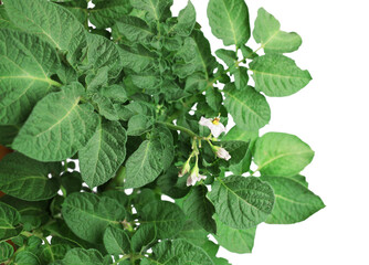 Potato plant with green leaves isolated on white