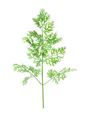 One green carrot twig isolated on white