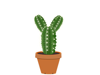 cactus on a white background.