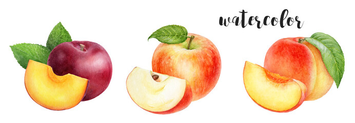 Watercolor illustration of apples, plums, and peach, perfect for autumn cards and banners