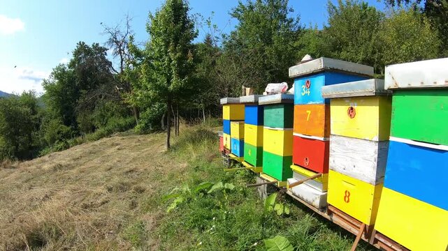 Beekeeper in the morning at his apiary. Protects bees from varroa, the biggest pest in the apiary.