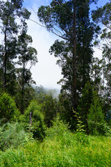 Obraz premium trees in the forest with fog