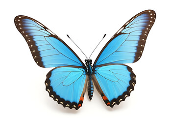 Fototapeta premium beautiful wings blue butterfly isolated white background high resolution high details vibrant