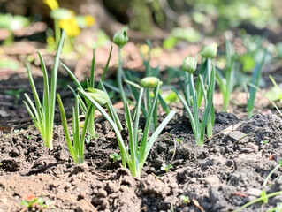 onion plant growing at field