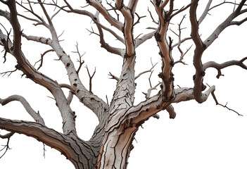 Fototapeta premium dry dead tree isolated white background high resolution high details vibrant