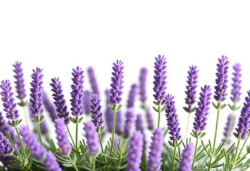 Naklejka premium lavender flowers isolated white background high resolution high details vibrant