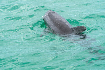 Fototapeta premium Dolphin swimming in the gulf 