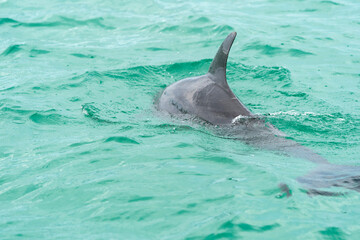 Dolphin swimming in the gulf 
