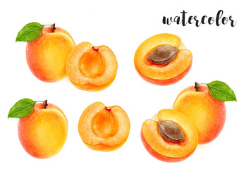 Vibrant Watercolor Apricot Illustration Fresh Fruit Artwork for a Creative Kitchen Decor