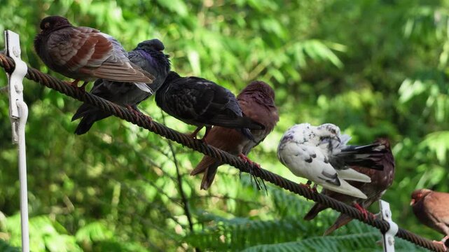 Close up video footage of The pigeons perch and roost on the power lines, resting and grooming themselves. Concept world animal day