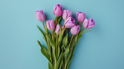 Fototapeta premium Close up top view of violet tulips bouquet on blue backdrop