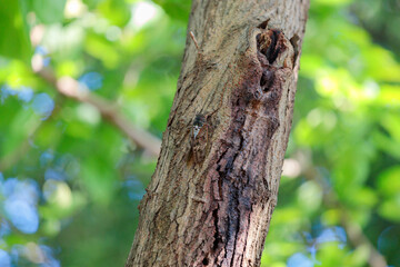 木の幹にいるアブラゼミ