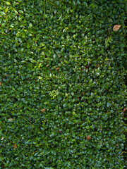 Immergr&uuml;ner Bodendecker mit Zwergmispeln (Cotoneaster)