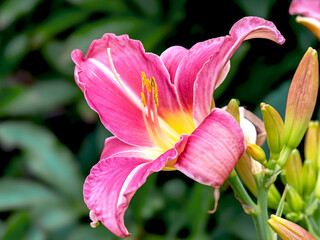 Pink Hemerocallis daylily flower, variety Prairie Belle