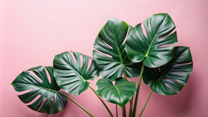 Obraz premium Tropical Monstera Leaves on Pink Background, Close Up, Green Leaves, Minimalist, Pink Background, Monstera, Leaves
