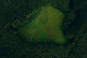 Green pine forest in mountain summer with a view from above.Spring birch groves with beautiful texture.	