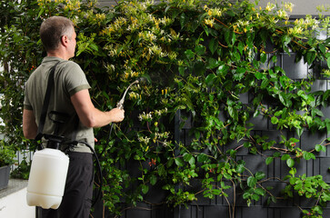 A man with a Compression sprayer sprays the plant.